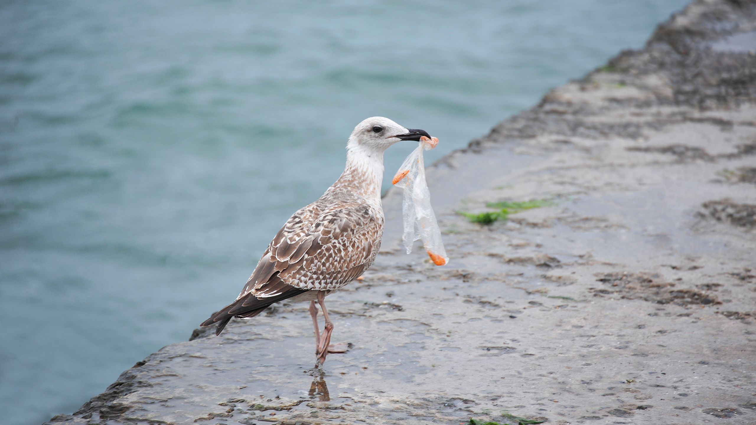 Seagull with a bag in its mouth.